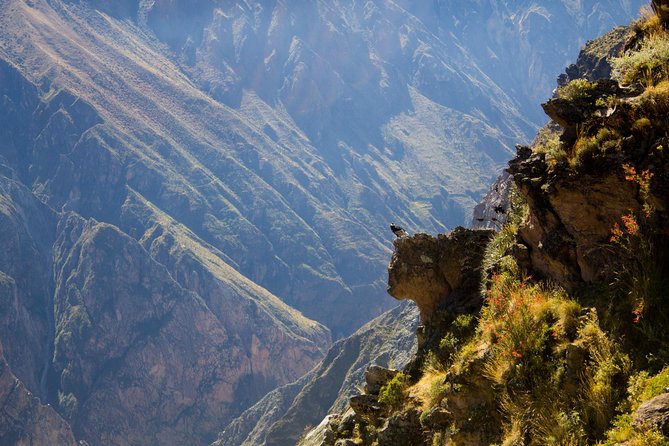 Day Tour to Colca Canyon From Arequipa - Good To Know