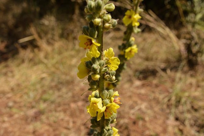 Day Trip To Menagesha Suba Forest - Additional Trip Information
