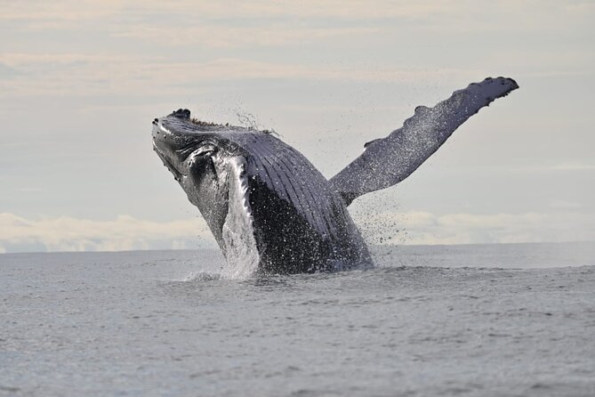 Day Trip – Whale Watching From Cali #Ecoliving - Good To Know