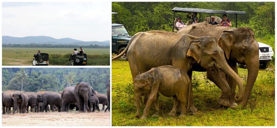 Day With Elephants at Udawalawe National Park & Transit Camp - Good To Know