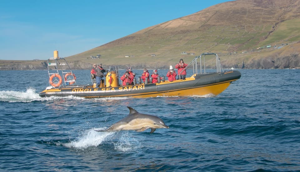 Dingle: Sea Safari by RIB Boat - Good To Know