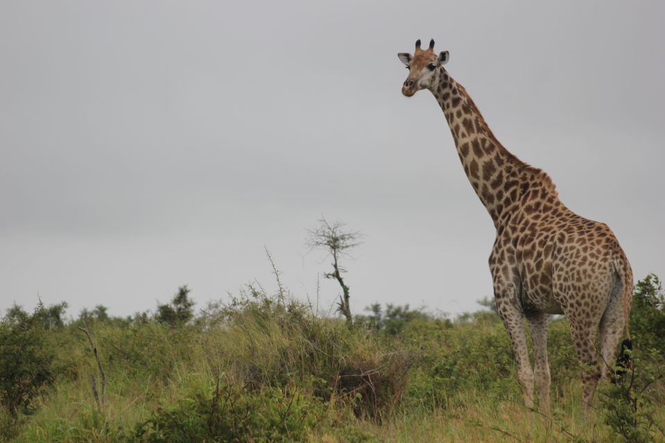 Dinokeng Game Reserve Halfday Safari - Good To Know