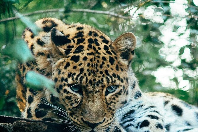 Discover Our Best Guide for 1-Day Serengeti Safari From Mwanza - Good To Know