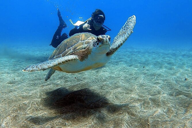 Discover PADI Scuba Diving in the Area of Tortugas in Playa De Abades - Good To Know