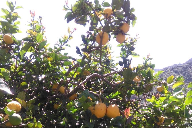 Discover the Lost Paradise of Anaga in Tenerife - Exploring the Diverse Ecosystem
