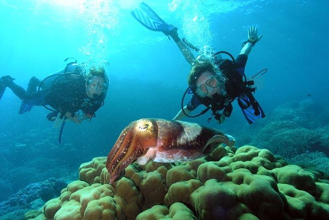 Diving At Galleon and Chimney Review - Key Points