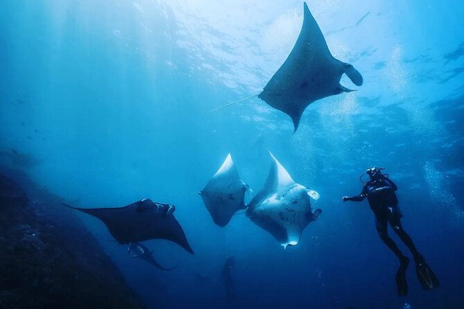 Diving With Manta Ray at Nusa Penida - Good To Know
