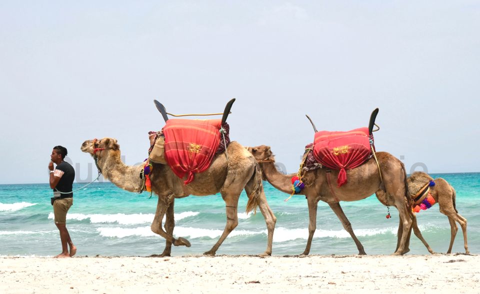 Djerba: Guided Camel Ride With Blue Lagoon Visit - Good To Know