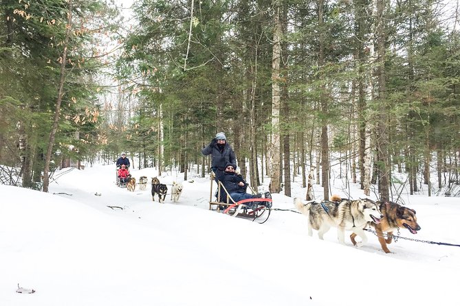 Dog Sledding Adventure From Toronto Private Tour - Good To Know