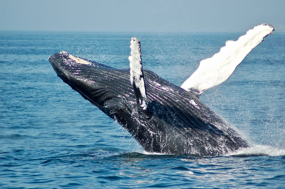 Dolphin and Whale Watching in Negombo - Good To Know