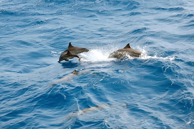 Dolphin House Royal VIP Special Day Snorkeling Sea Trip With Lunch - Hurghada - Overview of the Trip