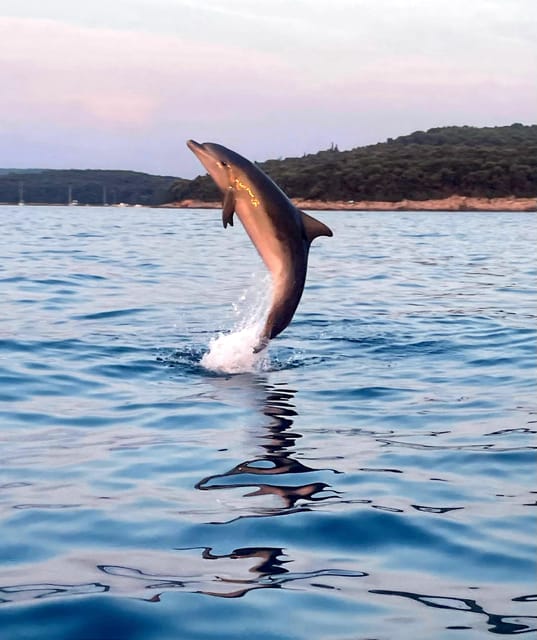 Dolphin Private Sunset Tour Rovinj - Tour Overview