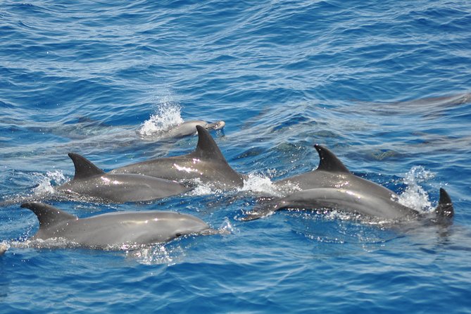 Dolphin Tour in Hurghada - Good To Know