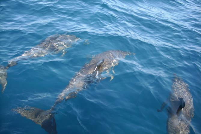 Dolphin Tours Along and Near the Beautiful Indian River Lagoon - Good To Know