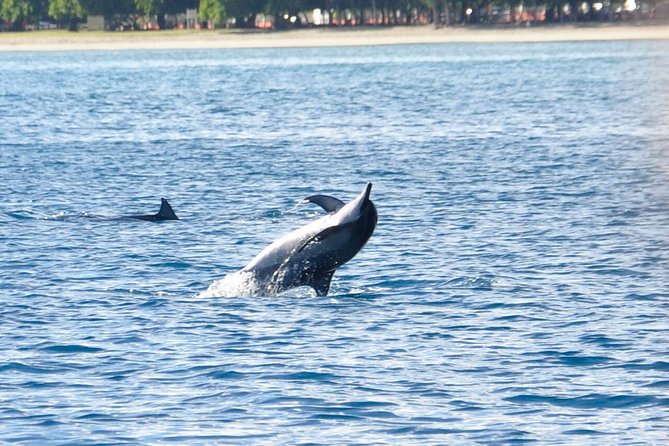 Dolphins Encounter and Whale Watching - Good To Know