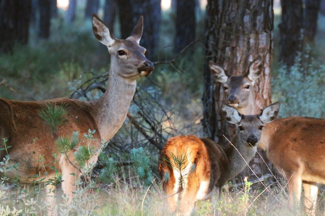 Donana National Park and El Rocío: Private Tour From Seville - Good To Know