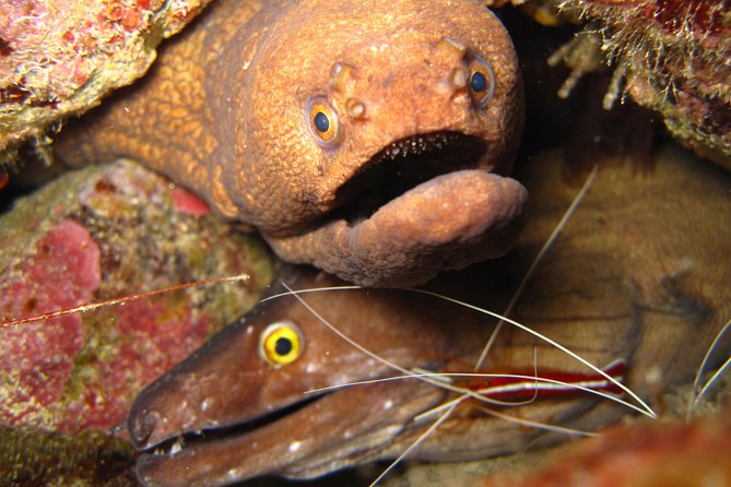 Double Diving in Sal Island - Half Day - Good To Know
