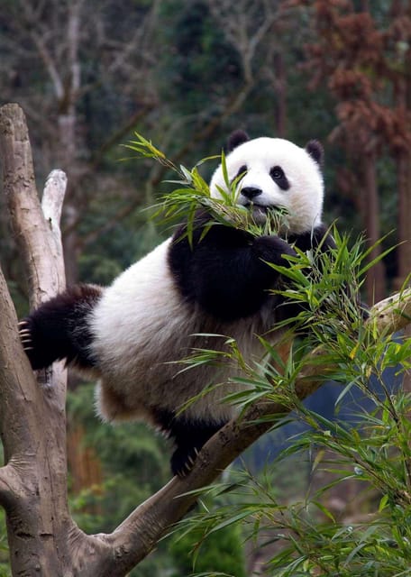 Dujiangyan Panda Tour and Anceint Town(Option Panda Keeper ) - Good To Know