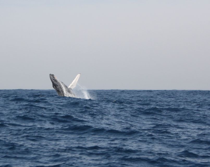 Durban: Durban: Whale and Dolphin Watching Boat Tour