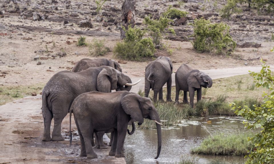 Durban: Hluhluwe Big 5 Safari With Pro Zeiss Binoculars - Good To Know