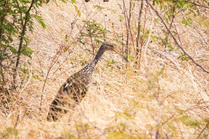 Early Bird Watching Tour - Guanacaste - Good To Know
