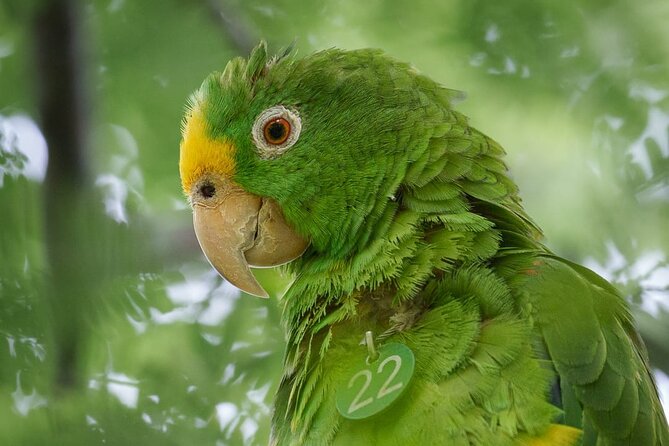 Eco Adventure and Volunteering at the Parrot Sanctuary in Bolivar - Good To Know
