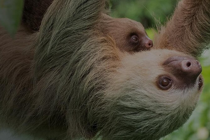 Ecogarden Arenal Sloth Tour - Good To Know