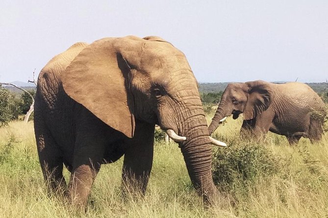 Economic 1-Day Kruger Safari From Maputo - Good To Know