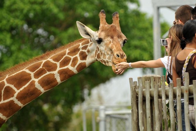 Elephant Orphanage & Giraffe Centre Tour - Good To Know