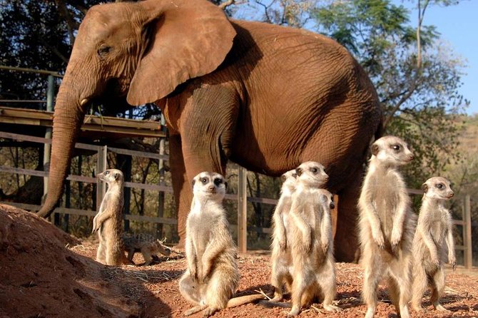 Elephant Sanctuary Tour From Johannesburg or Pretoria - Good To Know