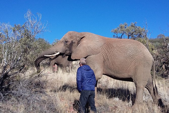 Elephant Walk Guided Half Day Tour From Johannesburg - Good To Know