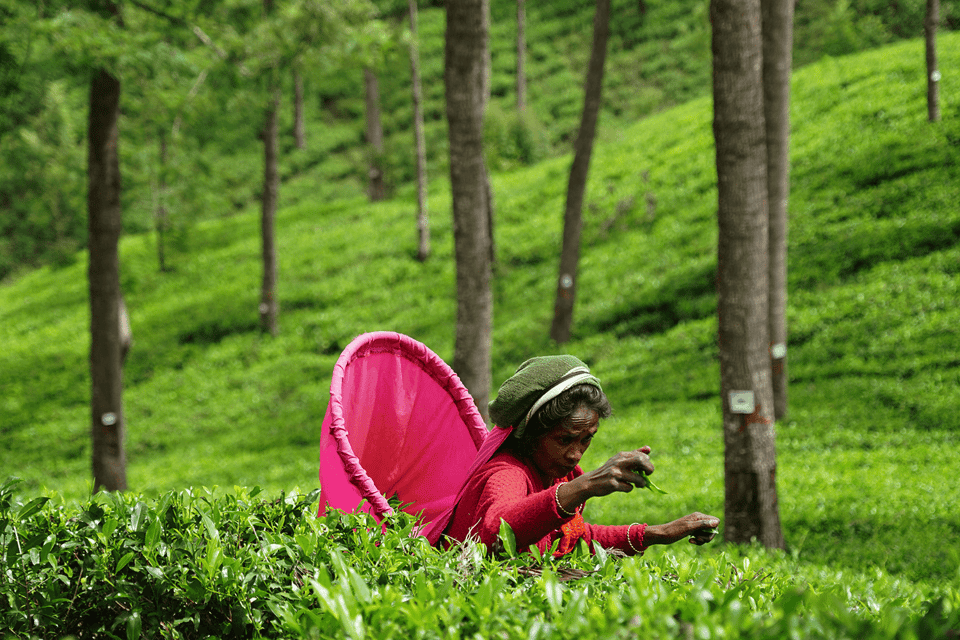 Ella Day Tour: With Tea Factory Visit From Colombo/ Negombo - Preparation and Recommendations