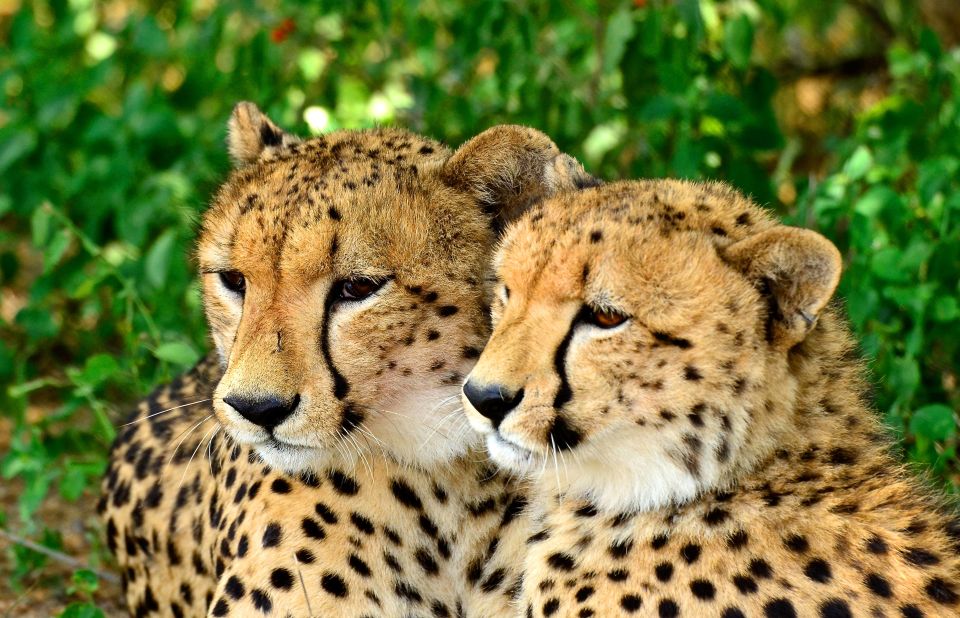 Emdoneni Wildcat Project Day Tour From Richards Bay - Guided Tour and Educational Experience