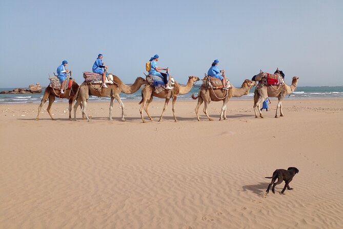 Essaouira Private Camel Ride (1 Hour). - Highlights of the Ride