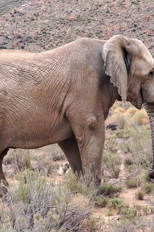 Exclusive African Big 5 Safari Adventure in Cape Town - Good To Know