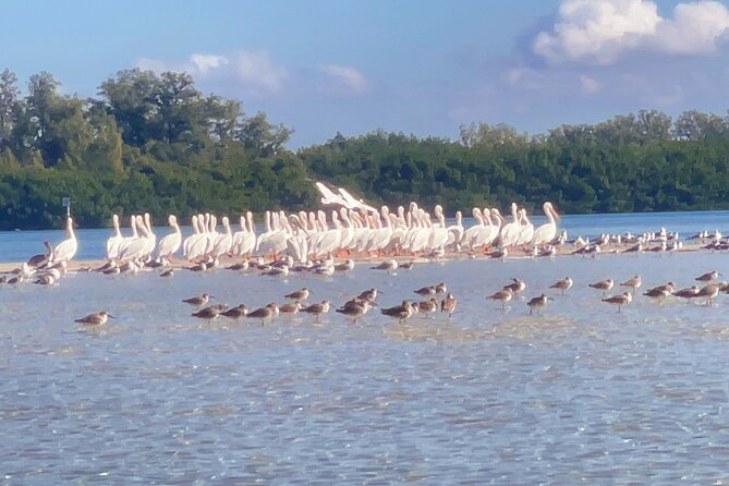 Exclusive Kayak Expedition: Exploring the Mangroves to Shell Key - Good To Know