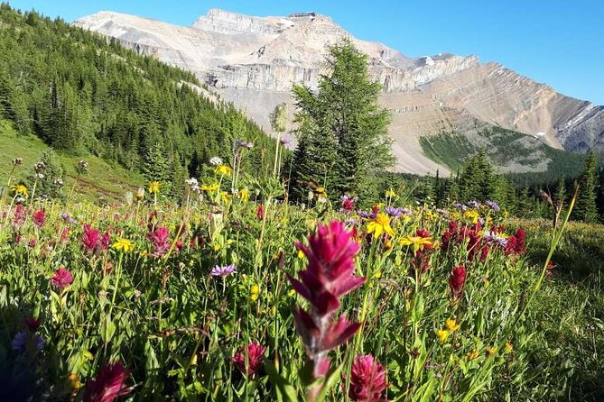 Exclusive Skoki Backcountry Guided Hiking in Lake Louise With Van Shuttle - Good To Know
