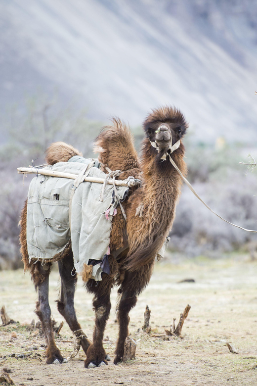 EXPLORATION AT LADAKH_08DAYS - Good To Know