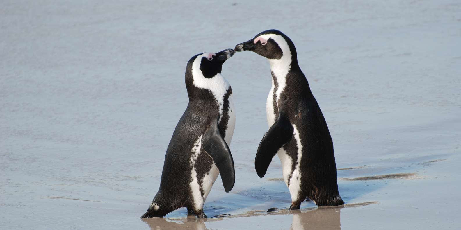 Explore: Cape of Good Hope and Penguins Full-Day Tour - Good To Know