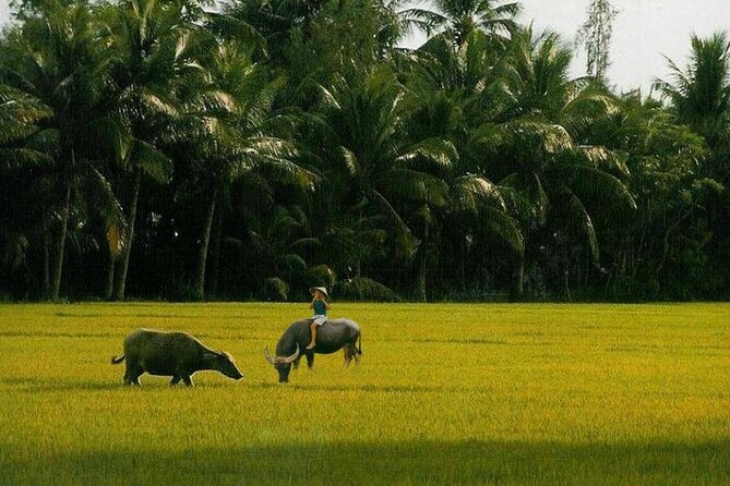 Explore Hoi an City or Da Nang City With Local Guide