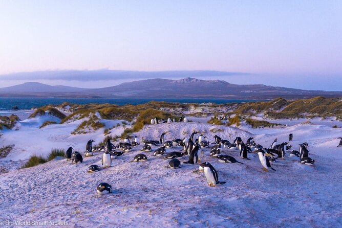 Falkland Islands Shared Tour With Penguins Sightseeing - About Your Stay