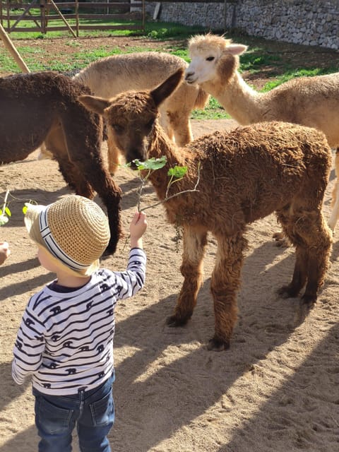 Felanitx, Mallorca: Alpacas Close-Up Experience - Good To Know