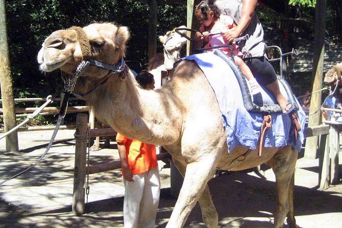 Fethiye Camel Riding at Gosht Town - Good To Know