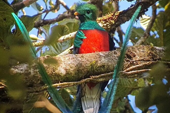 First Steps Into Birding in Monteverde - Good To Know