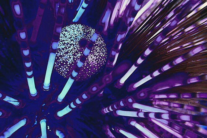 Fluorescent Snorkeling With Ultraviolet Flashlights - Good To Know