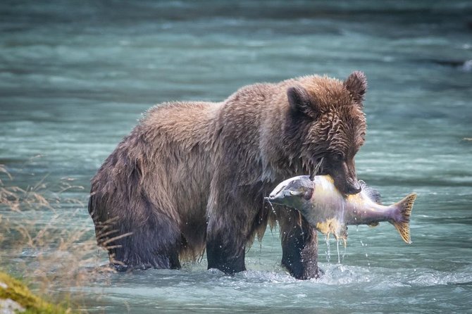 Focus on Haines Private Nature / Photography Tour - Good To Know