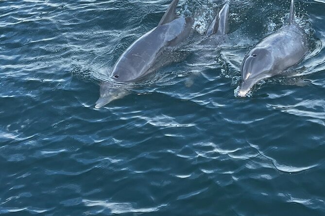 Frisky Mermaid Dolphin + Scenic Bay Sightseeing Tour - Good To Know