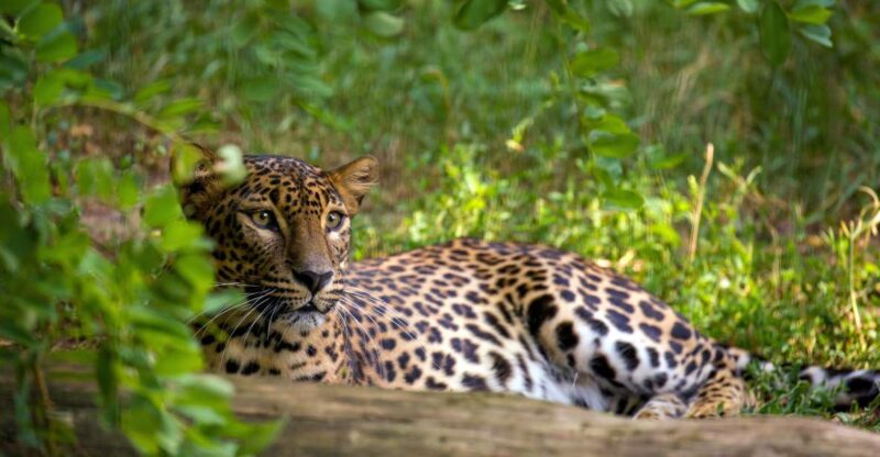 From Bentota: Full-Day Yala National Park Safari Tour - Good To Know