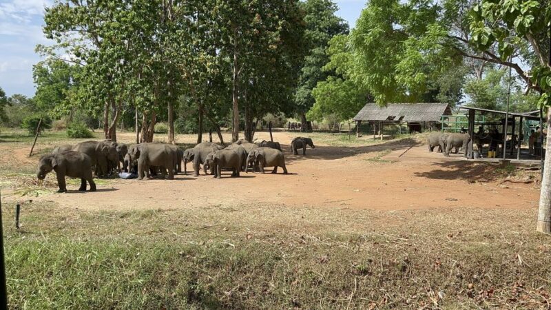 From Bentota: Udawalawa National Park Wildlife Safari - Good To Know