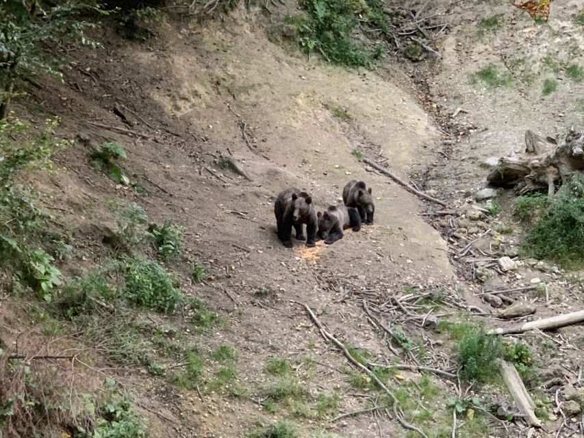 From Brasov: Bear Watching in the Wild - Good To Know